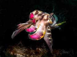 show tongue by Marc Van Den Broeck 